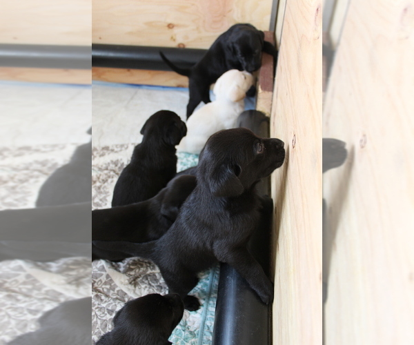 Medium Photo #3 Labrador Retriever Puppy For Sale in BOISE, ID, USA
