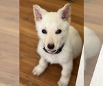 Small #18 white german shepherd Mix