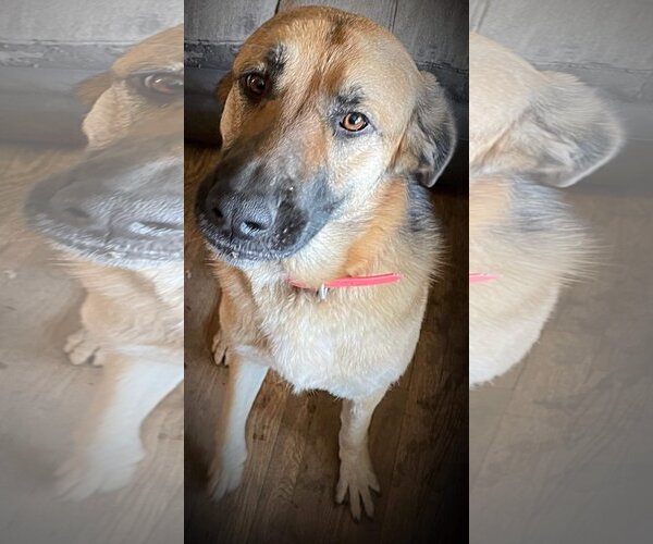 Medium Photo #6 Great Pyrenees-Unknown Mix Puppy For Sale in Columbus, IN, USA
