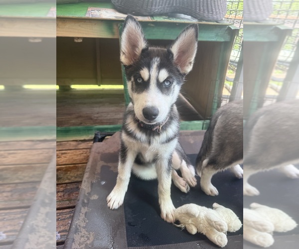 Medium Photo #1 Siberian Husky Puppy For Sale in HIGH RIDGE, MO, USA