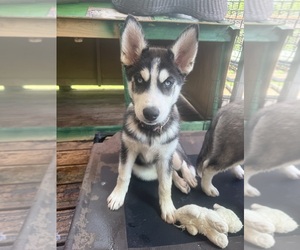Siberian Husky Puppy for Sale in HIGH RIDGE, Missouri USA
