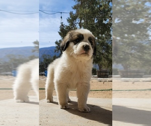 Great Pyrenees Puppy for sale in MOUNTAIN CENTER, CA, USA