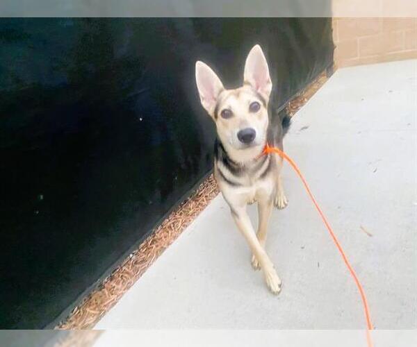 Medium Photo #1 German Shepherd Dog Puppy For Sale in Orange, CA, USA