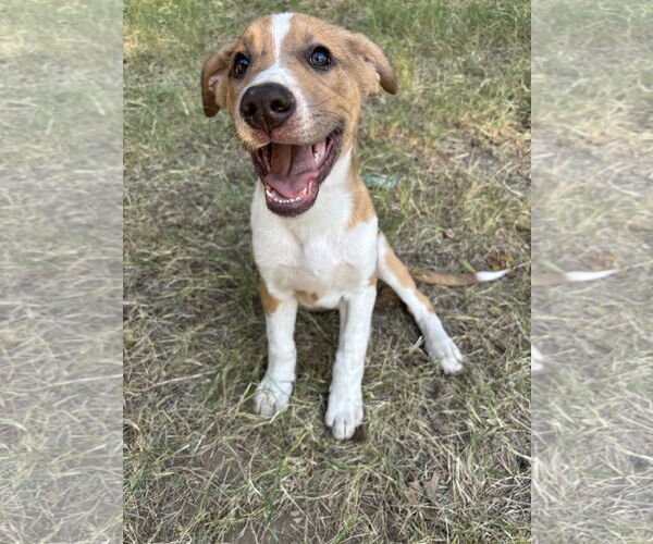 Medium Photo #7 Shepradors Puppy For Sale in McKinney, TX, USA