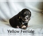 Puppy Yellow Collar Australian Shepherd-English Cream Golden Retriever Mix