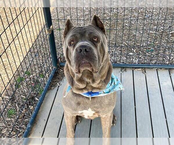 Medium Photo #1 Mutt Puppy For Sale in Orange, CA, USA