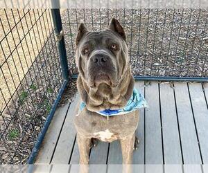 Mutt Dogs for adoption in Orange, CA, USA