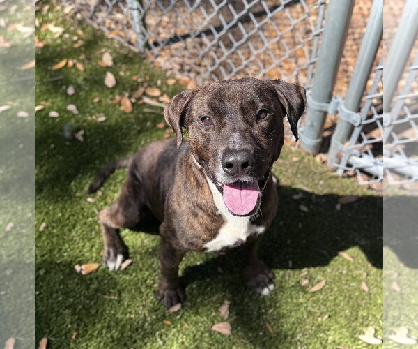 Medium Photo #2 Mutt Puppy For Sale in Hilton Head, SC, USA