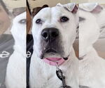Small #35 Dogo Argentino-Labrador Retriever Mix