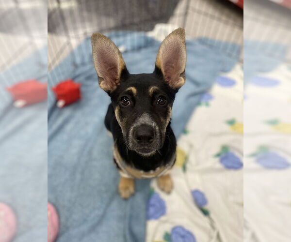 Medium Photo #1 German Shepherd Dog-Unknown Mix Puppy For Sale in Davis, CA, USA