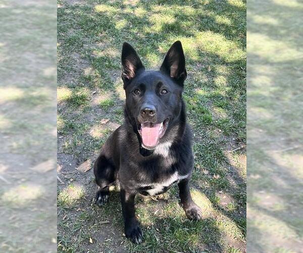 Medium Photo #2 German Shepherd Dog-Unknown Mix Puppy For Sale in Riverside, CA, USA