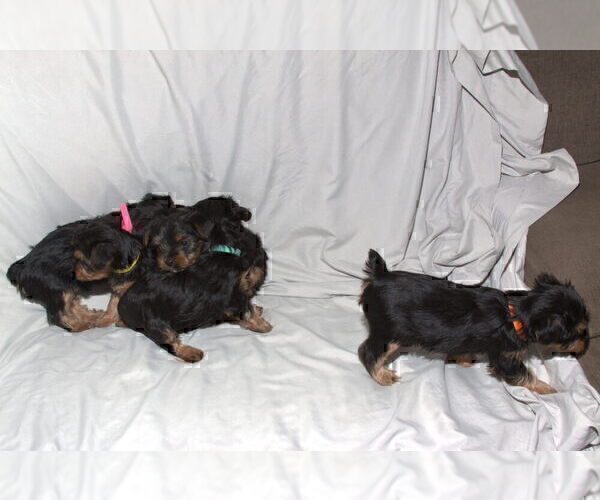 Medium Photo #10 Yorkshire Terrier Puppy For Sale in NORTHGLENN, CO, USA