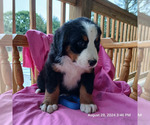 Puppy Puppy 2 Bernese Mountain Dog