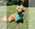 Small #10 American Staffordshire Terrier-Bulldog Mix