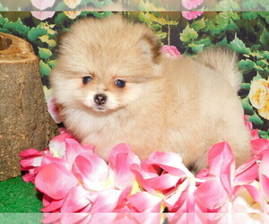 Pomeranian Puppy for sale in HAMMOND, IN, USA