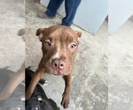 Small #1 Mutt