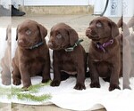 Small Photo #2 Labrador Retriever Puppy For Sale in NEW HOLLAND, PA, USA