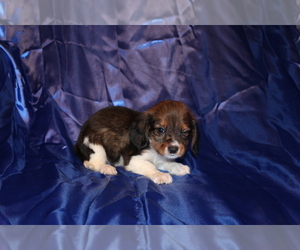 Dachshund Puppy for sale in BLOOMINGTON, IN, USA