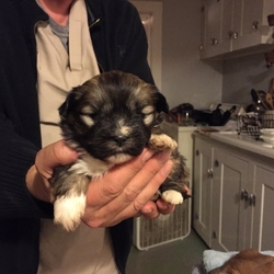 Lhasa Apso Puppy for sale in QUINCY, MA, USA