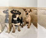 Small #1 Poodle (Miniature) Mix