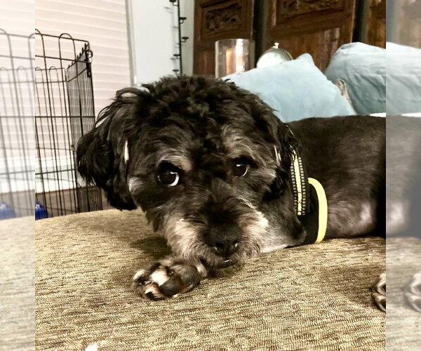 Medium Photo #6 Poodle (Miniature)-Unknown Mix Puppy For Sale in Mundelein, IL, USA