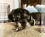 Small #5 Poodle (Miniature) Mix