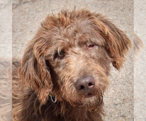 Golden Retriever-Unknown Mix Dogs for adoption in Huntley, IL, USA