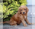 Small #3 Goldendoodle (Miniature)