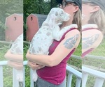 Small Photo #54 Great Dane Puppy For Sale in SPRAGGS, PA, USA