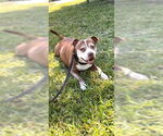 Small #18 American Pit Bull Terrier