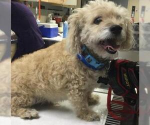Mutt Dogs for adoption in Riverside, CA, USA