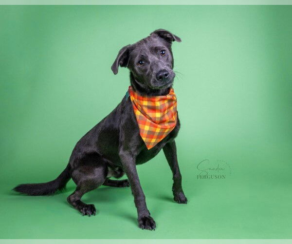 Medium Photo #7 Labrador Retriever-Unknown Mix Puppy For Sale in Enfield, CT, USA