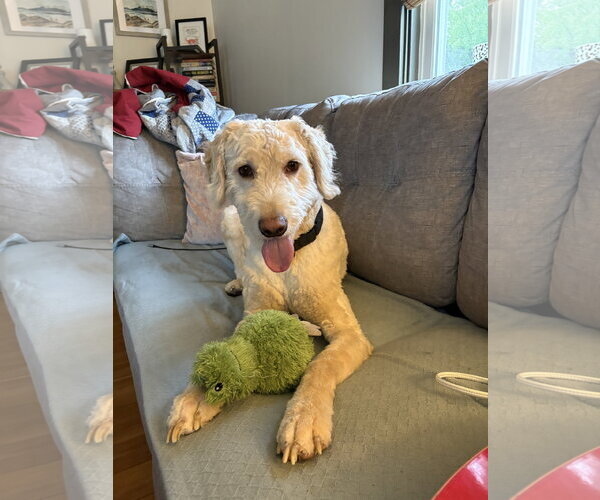 Medium Photo #3 Labradoodle Puppy For Sale in Lancaster, PA, USA