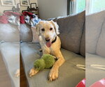 Small #2 Labradoodle