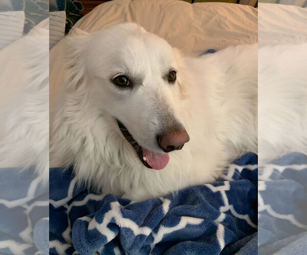 Medium Photo #1 Great Pyrenees-Unknown Mix Puppy For Sale in Croydon, NH, USA