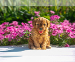 Puppy Sandy Cavapoo