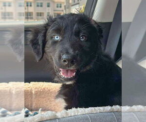 Australian Shepherd Dogs for adoption in Corona, CA, USA