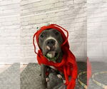 Small #9 American Pit Bull Terrier