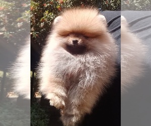 Pomeranian Puppy for sale in BEVERLY HILLS, CA, USA