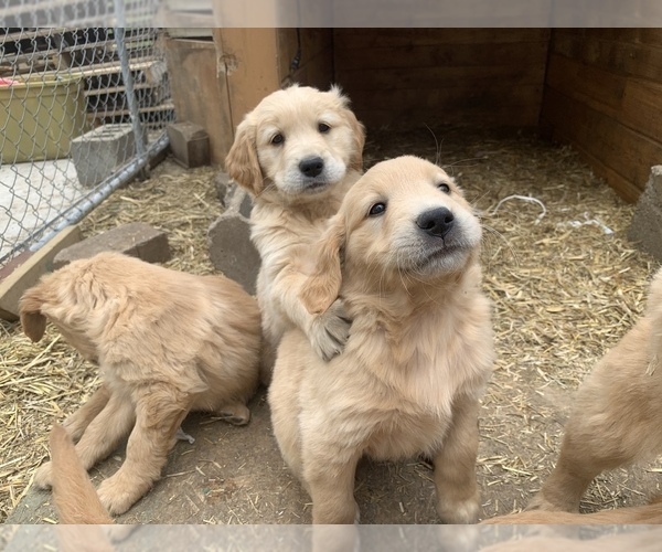 Medium Photo #4 Golden Retriever Puppy For Sale in SAUK RAPIDS, MN, USA