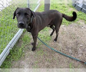 Labrador Retriever-Unknown Mix Dogs for adoption in Corpus Christi, TX, USA