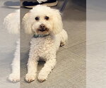 ATLAS - Male Poodle (Miniature) Dog for Adoption - Small photo