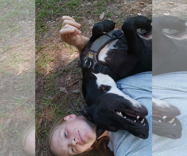 Medium Photo #5 Mutt Puppy For Sale in Farmerville, LA, USA