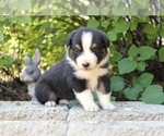Small Photo #26 Australian Shepherd Puppy For Sale in ACTON, CA, USA
