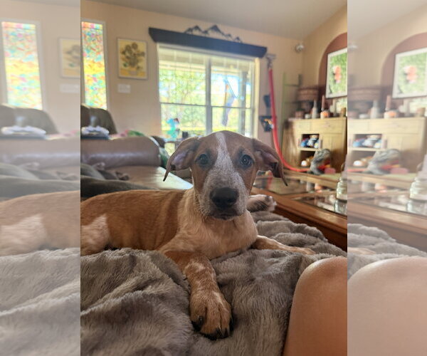 Medium Photo #6 Black Mouth Cur-Unknown Mix Puppy For Sale in McKinney, TX, USA