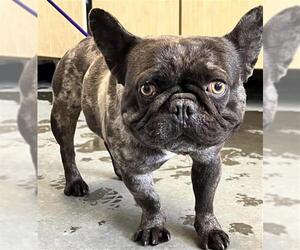 French Bulldog Dogs for adoption in Camarillo, CA, USA
