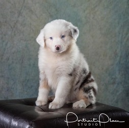 Australian Shepherd Puppy for sale in ROBERTS, IL, USA