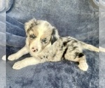 Puppy Apollo Australian Shepherd