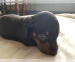 Puppy 1 Dachshund