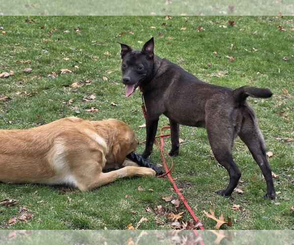Medium Photo #24 Aussiedor Puppy For Sale in Oak Bluffs, MA, USA